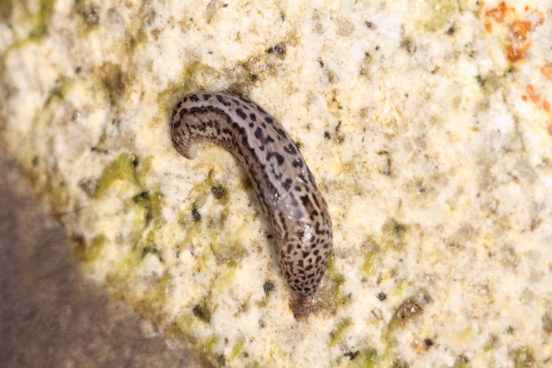 Limax maximus annegato... anzi no!